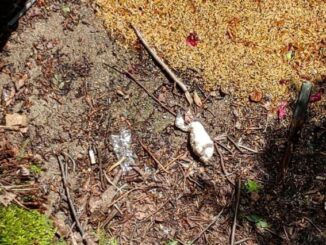varese cigno morto giardini estensi