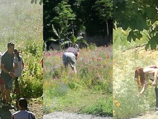 angera ladri prato fiorito