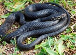 cerromaggiore serpente discarica morso