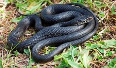 cerromaggiore serpente discarica morso