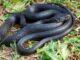 cerromaggiore serpente discarica morso