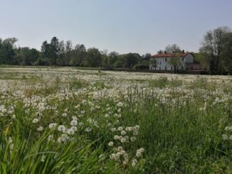 legnano palio pista castello