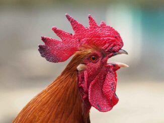 cantello gallo sindaca