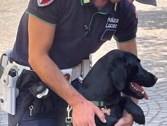 Gallarate cane antidroga