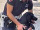 Gallarate cane antidroga