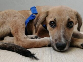 castanoprimo cane albania adozioni