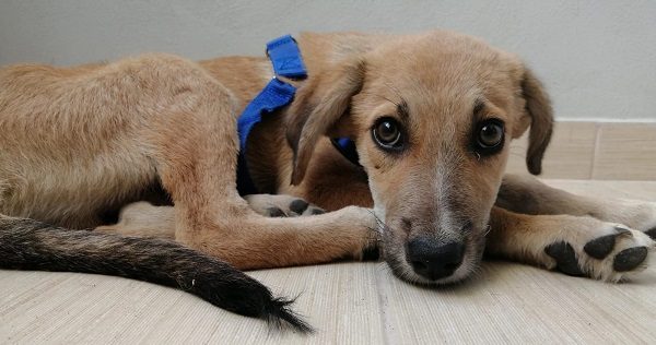 castanoprimo cane albania adozioni