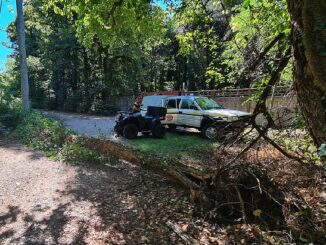 castanoprimo protezionecivile maltempo alberi
