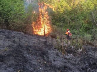 regione consorzi forestali