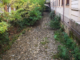 gallarate torrente arno legambiente