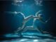 legnano nuoto rarinantes corsi