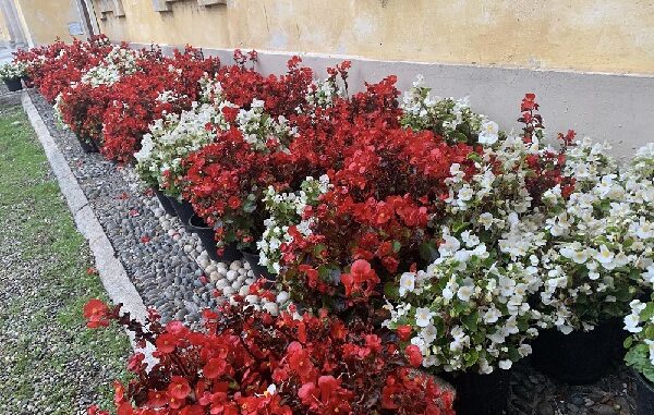 castanoprimo fiori comune