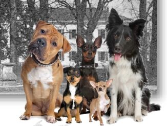 olgiateolona cani valleolona animali