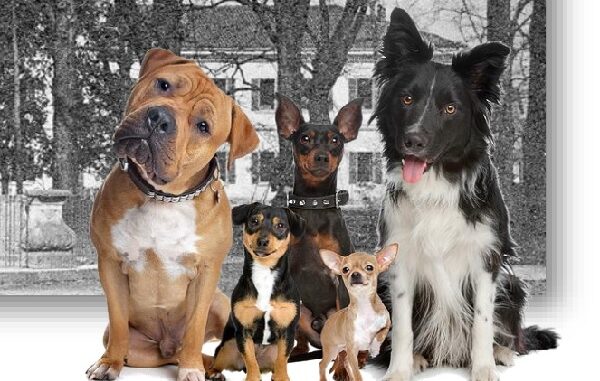olgiateolona cani valleolona animali