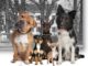olgiateolona cani valleolona animali