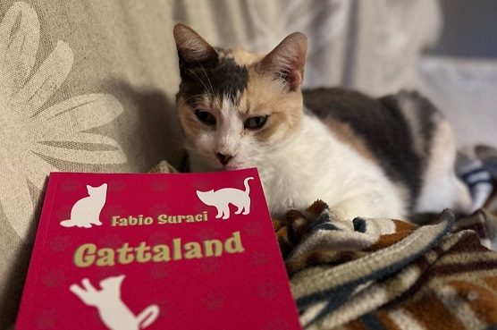 gallarate gattaland libro suraci 01