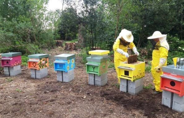 legnano miele castello api