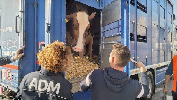 Malpensa mucca molly sdoganamento