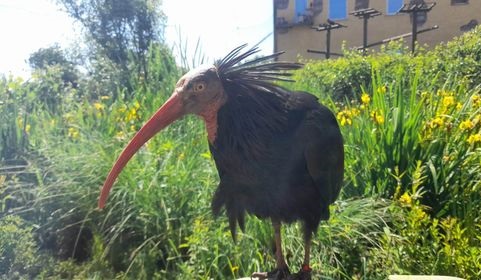 canegrate ibis dispersi ricerca