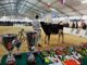 inveruno fiera sanmartino tradizioni