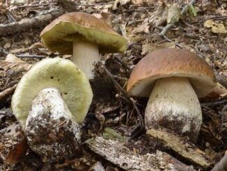 galliate funghi uomo natura