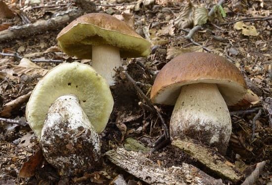 galliate funghi uomo natura