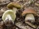 galliate funghi uomo natura