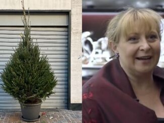 gallarate gioielleria zaro albero