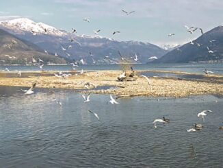 lago maggiore libro uccelli 01