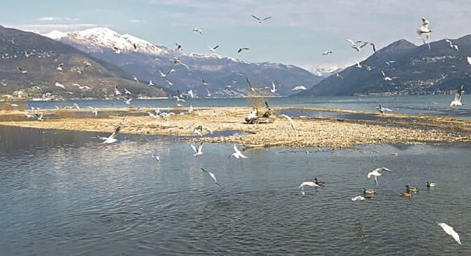 lago maggiore libro uccelli 01