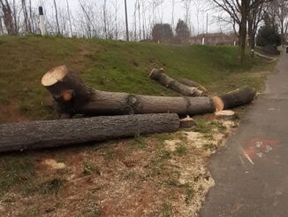 Cardano taglio alberi ciclabile