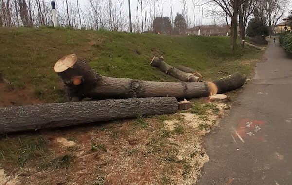 Cardano taglio alberi ciclabile