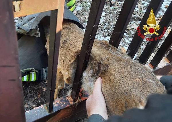 Varese capriolo incastrato recinzione