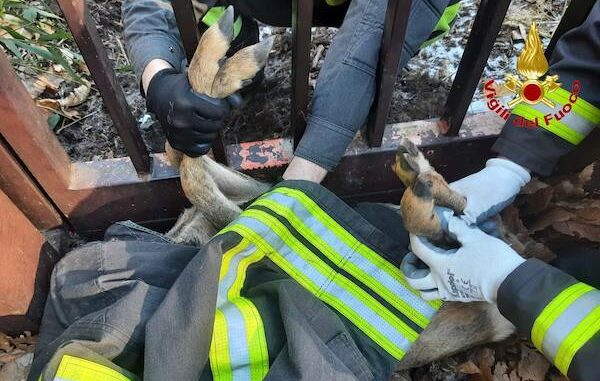 Varese capriolo incastrato recinzione