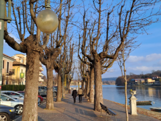 sesto fdi centrodestra alberi allea