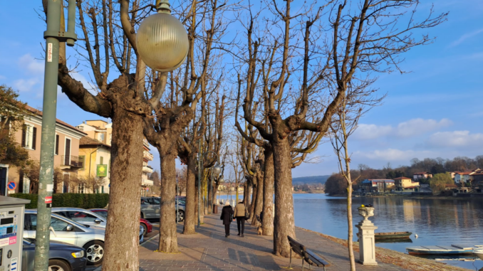 sesto fdi centrodestra alberi allea