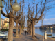 sesto fdi centrodestra alberi allea