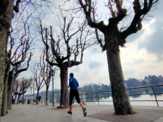 sesto sindaco alberi allea
