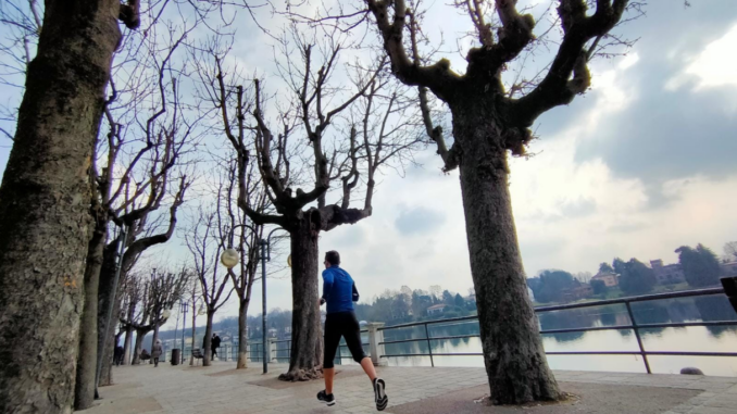 sesto sindaco alberi allea