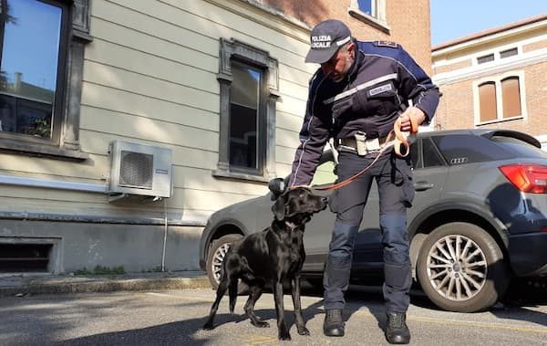 gallarate cane poliziotto zorro