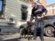 gallarate cane poliziotto zorro