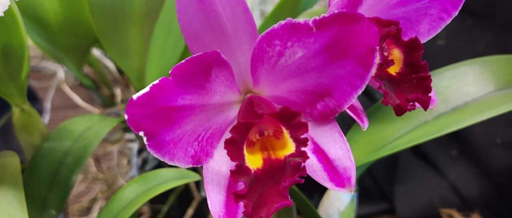 Antares Legnano orchidee mostra