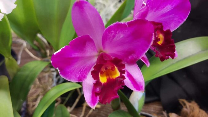 Antares Legnano orchidee mostra
