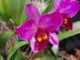 Antares Legnano orchidee mostra
