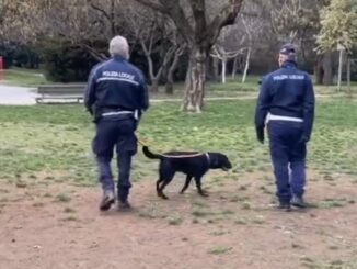 Gallarate cane antidroga falcone