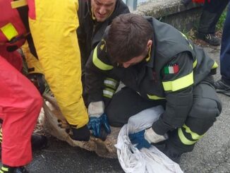 turbigo vigilidelfuoco capriolo canale
