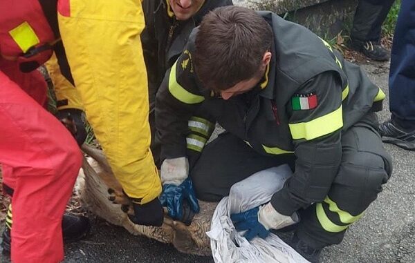 turbigo vigilidelfuoco capriolo canale