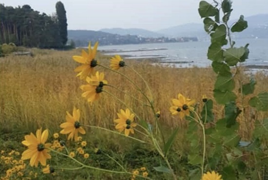 ispra paesaggio rassegna perazzi 01 ispra paesaggio rassegna perazzi 01