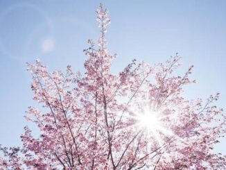 sole primavera termometro gradi