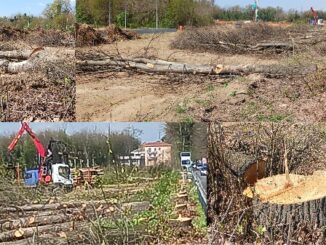 Malpensa ferrovia alberi legambiente